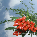 Das größte wilde chinesische wolfberry Top Goji Beeren-organisches zugelassenes grünes Lebensmittel